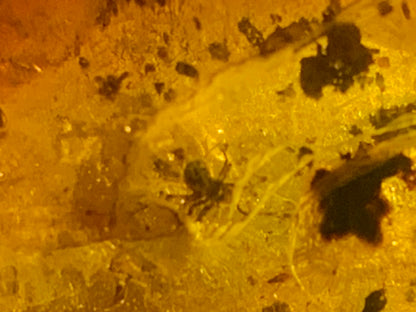 Amber, pebble with spider inclusion, 40mm x 20 x 10 - 4.1 grams. Superb piece for jewelry or collection!