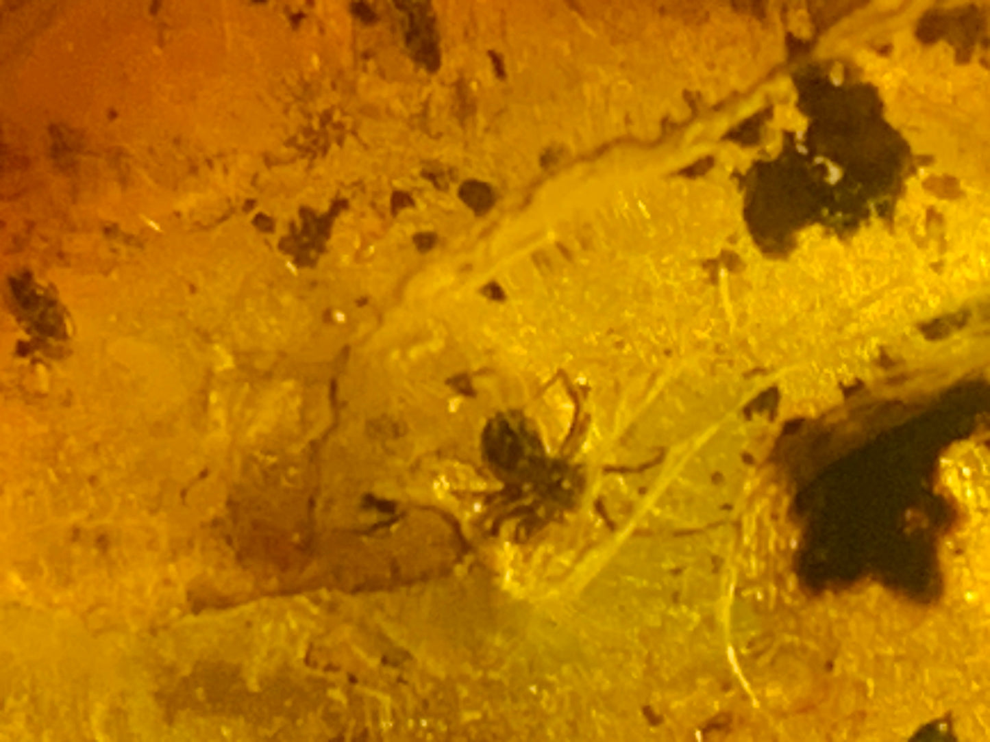 Amber, pebble with spider inclusion, 40mm x 20 x 10 - 4.1 grams. Superb piece for jewelry or collection!