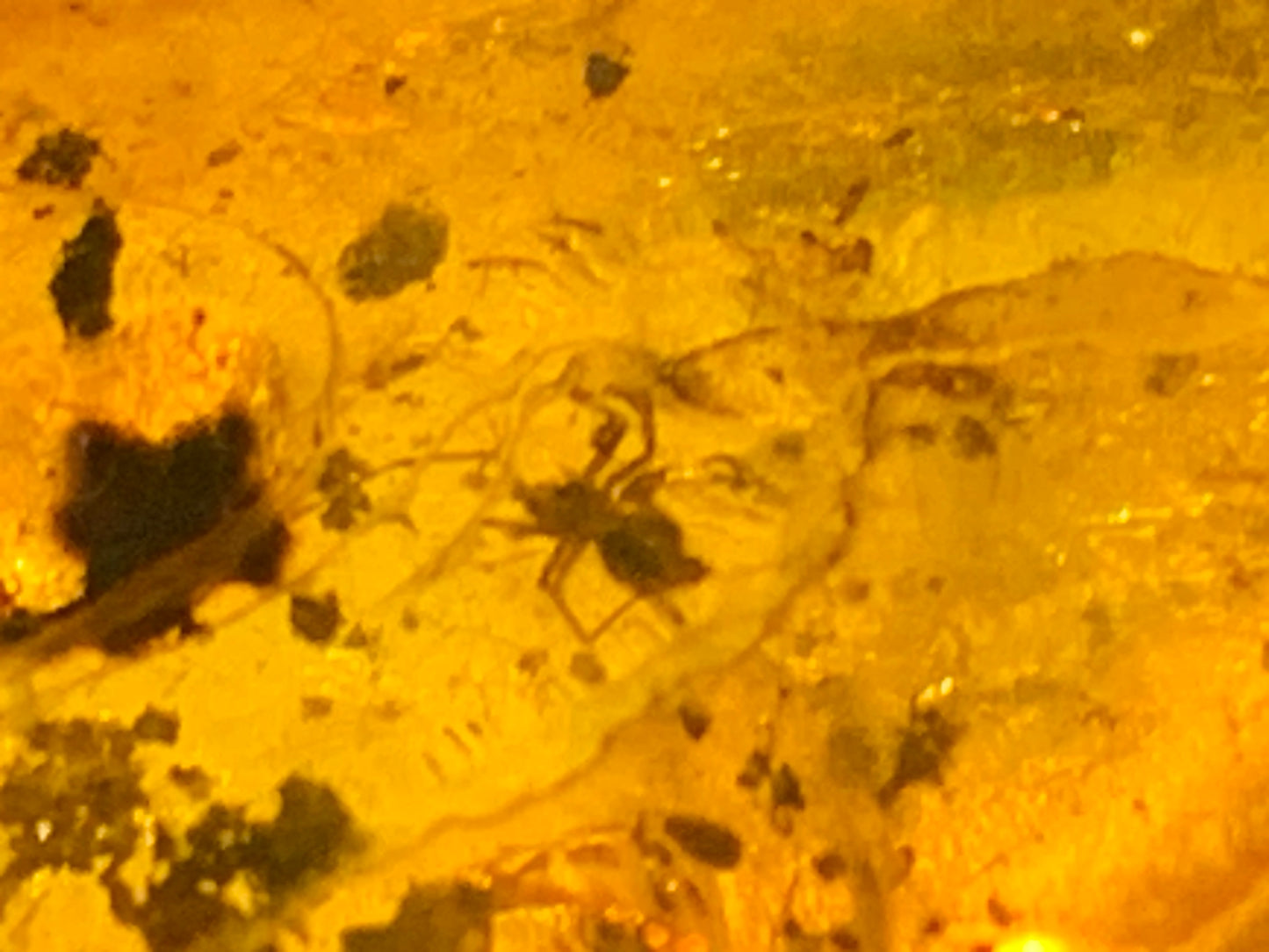 Amber, pebble with spider inclusion, 40mm x 20 x 10 - 4.1 grams. Superb piece for jewelry or collection!
