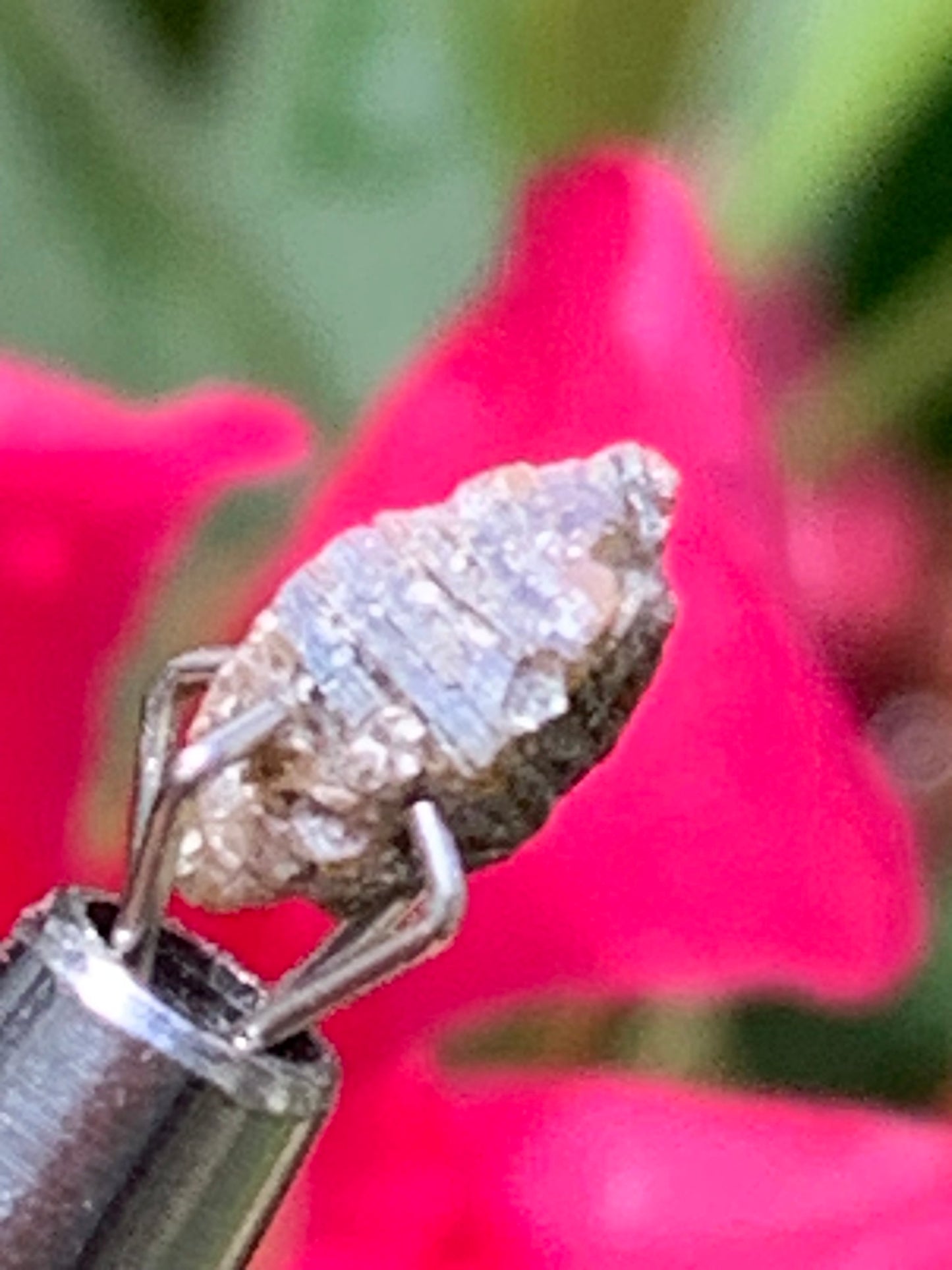 Anatase Diamantina, 8 mm x 3,3 x 3,3 - 1 gramme environ. Beau spécimen, cristaux parfois teintés de bleu (Titane) ou d’or !