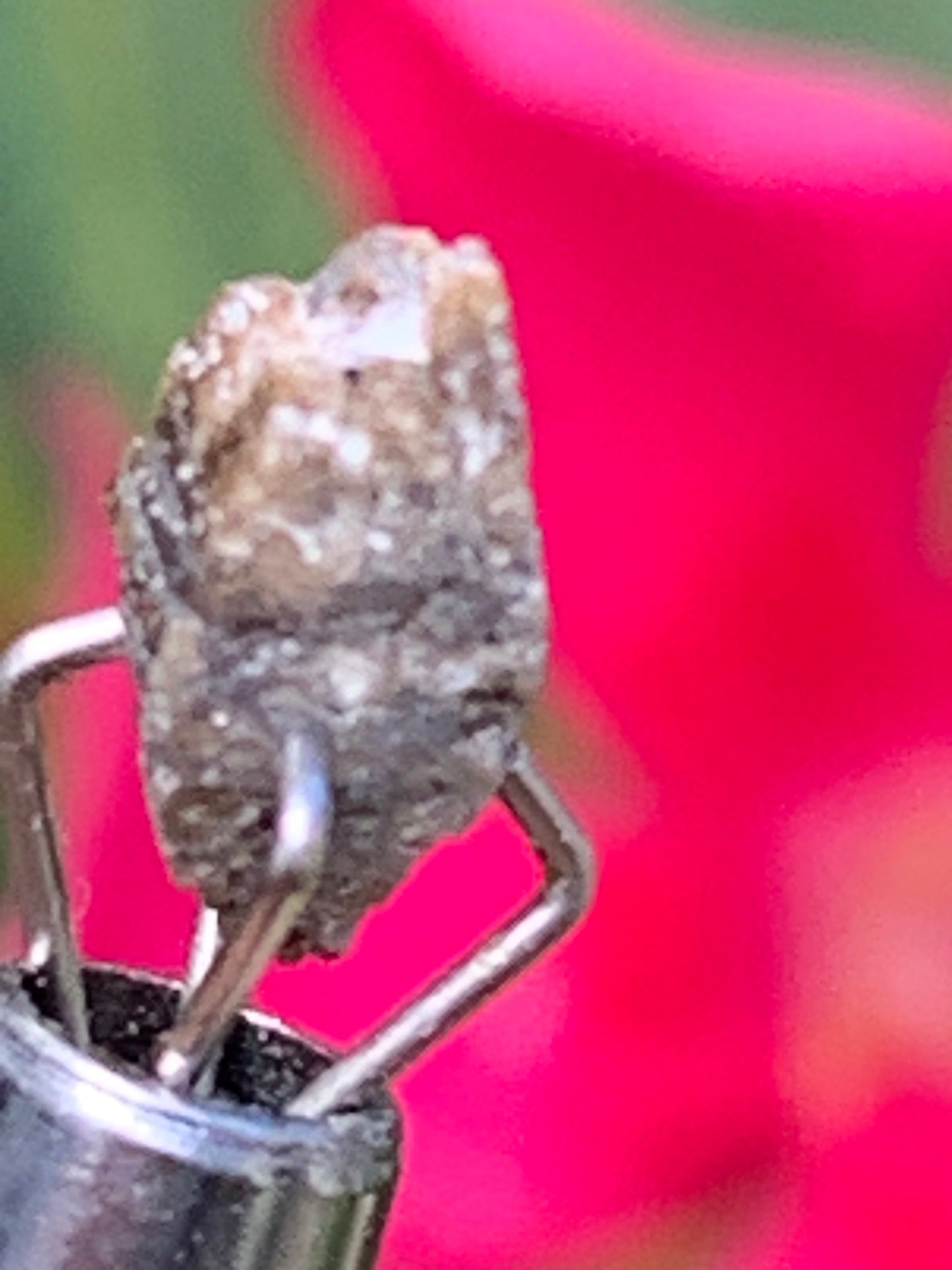 Anatase Diamantina, 8 mm x 3,3 x 3,3 - 1 gramme environ. Beau spécimen, cristaux parfois teintés de bleu (Titane) ou d’or !
