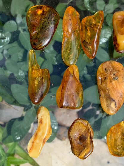 Lithuanian amber, a selection of tumbled (polished) specimens, premium quality. 40x25x15 mm on average! Perfect for jewelry, collecting, etc.