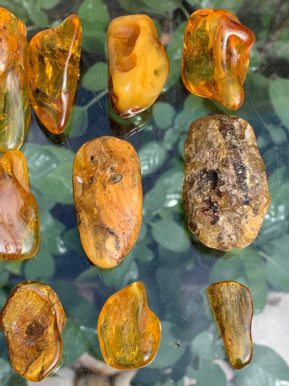 Lithuanian amber, a selection of tumbled (polished) specimens, premium quality. 40x25x15 mm on average! Perfect for jewelry, collecting, etc.