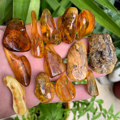 Lithuanian amber, a selection of tumbled (polished) specimens, premium quality. 40x25x15 mm on average! Perfect for jewelry, collecting, etc.