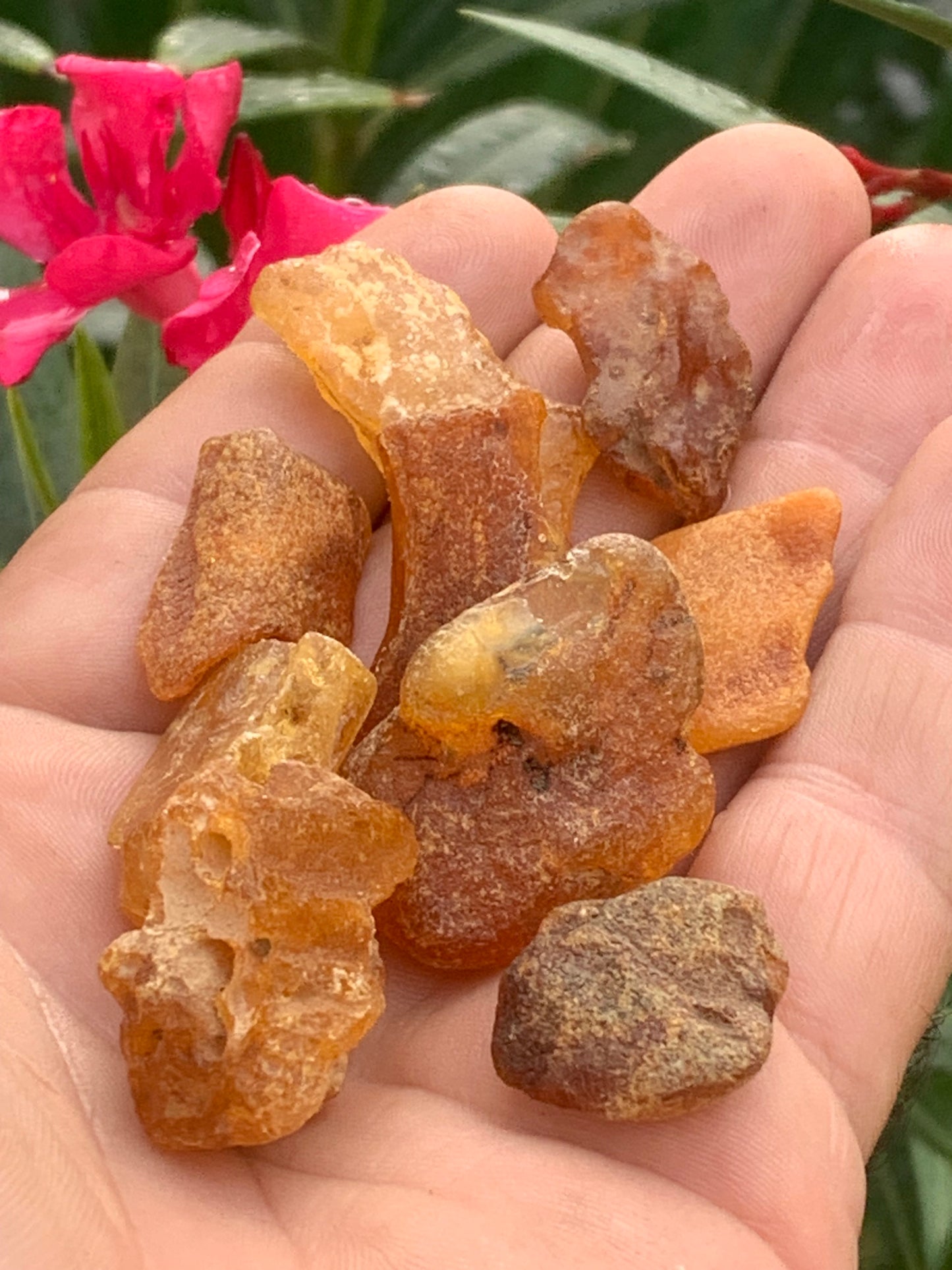 Raw amber from Lithuania, sold in 25-gram batches. Average size: 40x25x15 mm! Perfect for jewelry, collecting, and more.