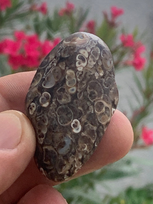 Agate turitelle/ fossile, de 50mm de hauteur x 27 de largeur x 25 d'épaisseur - 37,5 grammes. Magnifique pierre roulée faîte de fossiles !