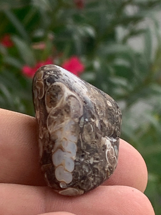 Agate turitelle/ fossile, de 39mm de hauteur x 23 de largeur x 22 d'épaisseur - 20,8 grammes. Magnifique pierre roulée faîte de fossiles !