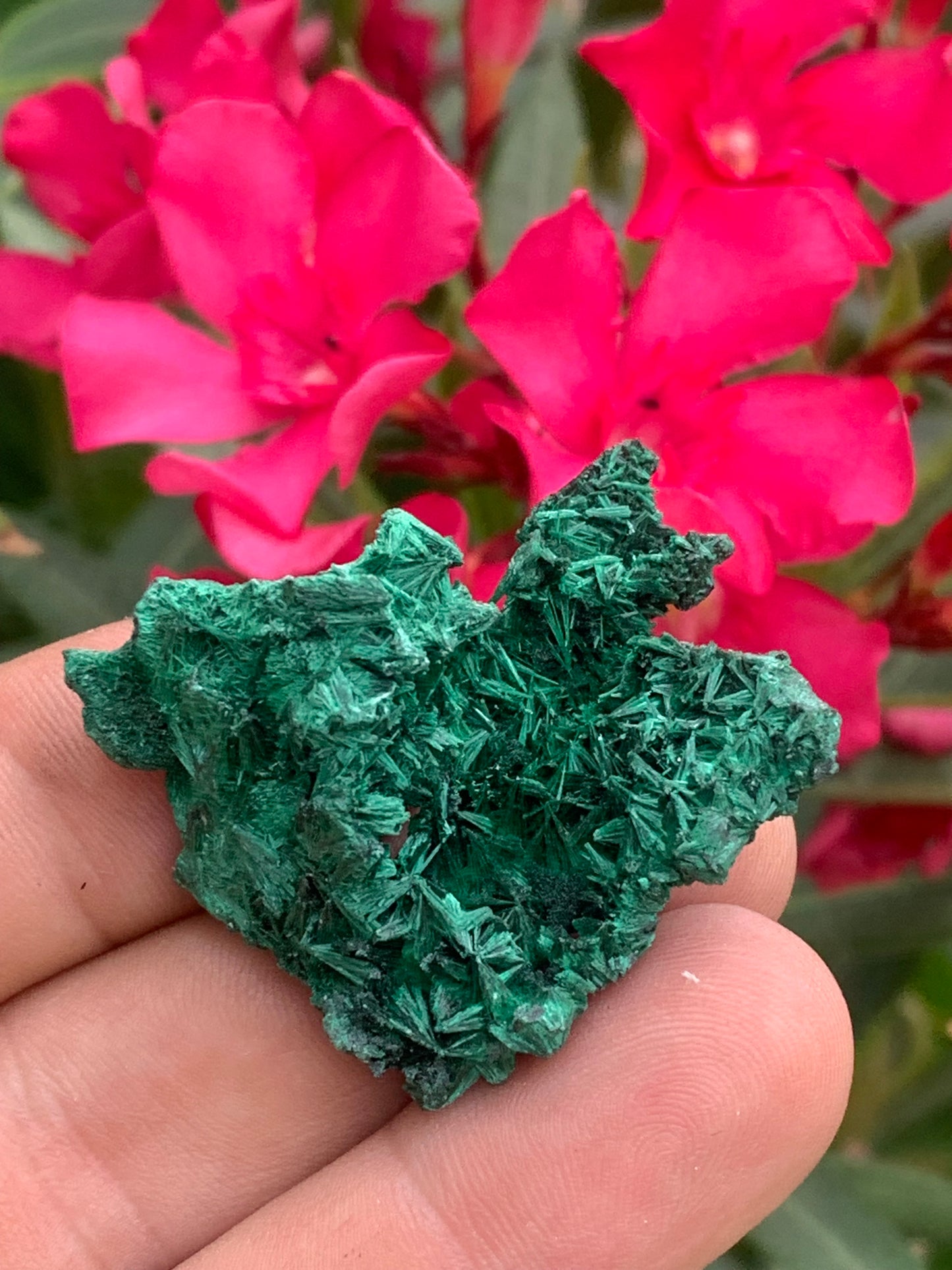 Malachite fibreuse, spécimen brut de 46mm x 46 x 27 - 17 grammes. Parfait pour une collection, exposition ou bijouterie, du velour naturel !