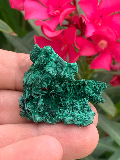 Malachite fibreuse, spécimen brut de 46mm x 46 x 27 - 17 grammes. Parfait pour une collection, exposition ou bijouterie, du velour naturel !