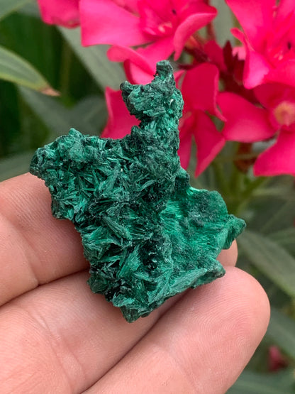Malachite fibreuse, spécimen brut de 46mm x 46 x 27 - 17 grammes. Parfait pour une collection, exposition ou bijouterie, du velour naturel !