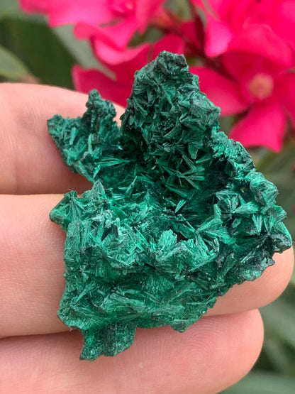 Malachite fibreuse, spécimen brut de 46mm x 46 x 27 - 17 grammes. Parfait pour une collection, exposition ou bijouterie, du velour naturel !