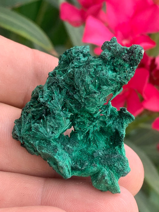 Malachite fibreuse, spécimen brut de 46mm x 46 x 27 - 17 grammes. Parfait pour une collection, exposition ou bijouterie, du velour naturel !