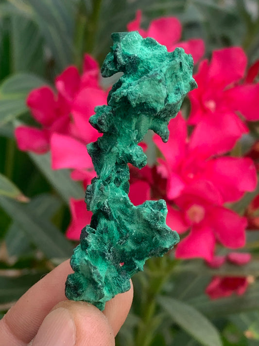 Malachite fibreuse, spécimen brut de 62mm x 27 x 24 - 17,3 grammes. Parfait pour une collection, exposition ou bijouterie, du velour naturel !