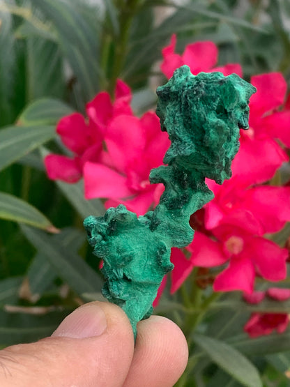 Malachite fibreuse, spécimen brut de 62mm x 27 x 24 - 17,3 grammes. Parfait pour une collection, exposition ou bijouterie, du velour naturel !