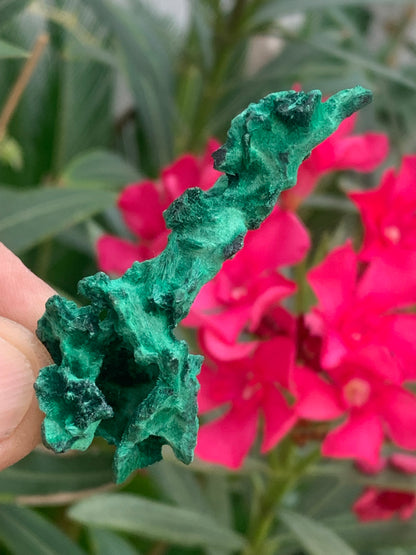 Malachite fibreuse, spécimen brut de 62mm x 27 x 24 - 17,3 grammes. Parfait pour une collection, exposition ou bijouterie, du velour naturel !