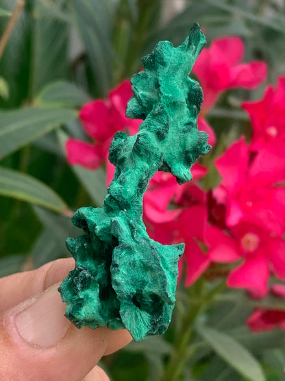 Malachite fibreuse, spécimen brut de 62mm x 27 x 24 - 17,3 grammes. Parfait pour une collection, exposition ou bijouterie, du velour naturel !