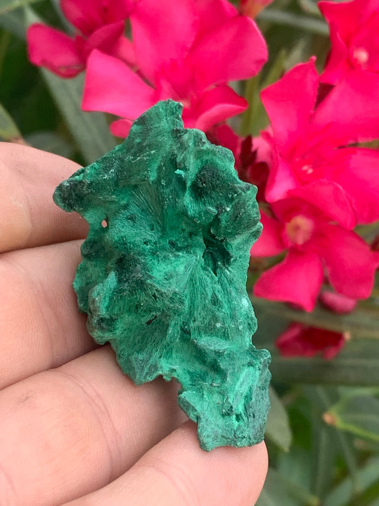 Malachite fibreuse, spécimen brut de 55mm x 30 x 28 - 35,7 grammes. Parfait pour une collection, exposition ou bijouterie, du velour naturel !