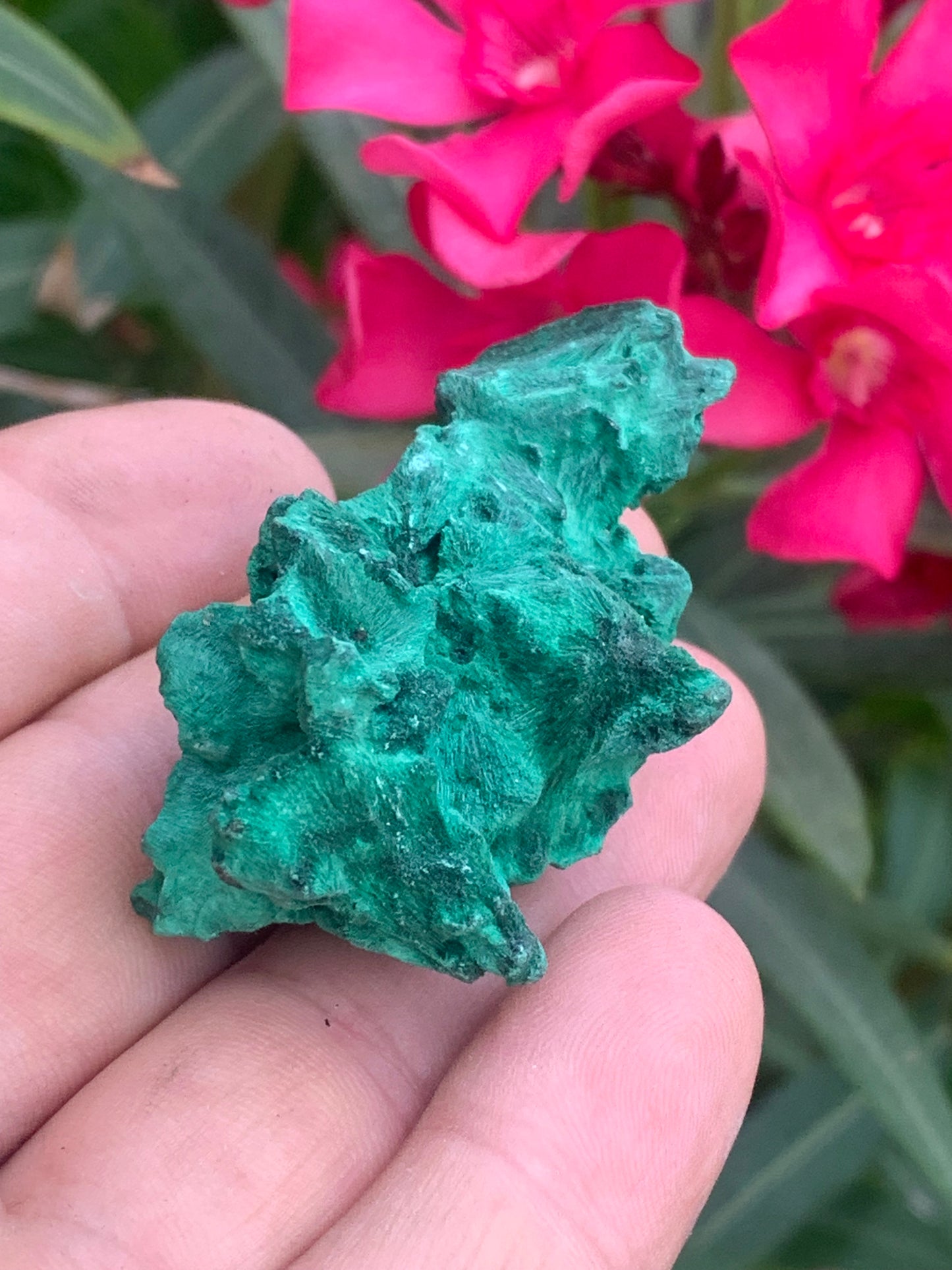 Malachite fibreuse, spécimen brut de 55mm x 30 x 28 - 35,7 grammes. Parfait pour une collection, exposition ou bijouterie, du velour naturel !