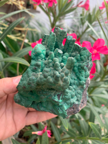 Malachite, superbe spécimen de taille XL de 723 grammes - 105mm x 100 x 75. Parfait pour une collection, exposition ou la bijouterie !