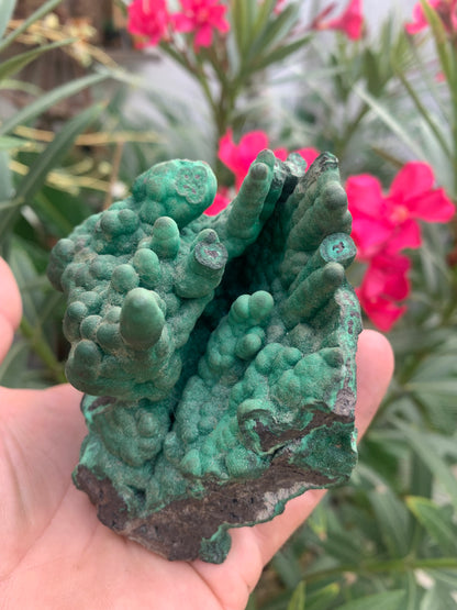 Malachite, superbe spécimen de taille XL de 723 grammes - 105mm x 100 x 75. Parfait pour une collection, exposition ou la bijouterie !