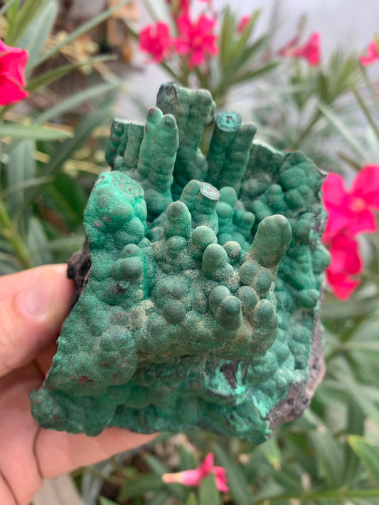 Malachite, superbe spécimen de taille XL de 723 grammes - 105mm x 100 x 75. Parfait pour une collection, exposition ou la bijouterie !
