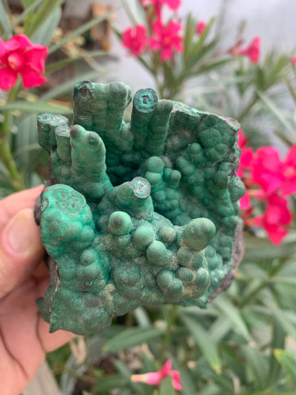Malachite, superbe spécimen de taille XL de 723 grammes - 105mm x 100 x 75. Parfait pour une collection, exposition ou la bijouterie !