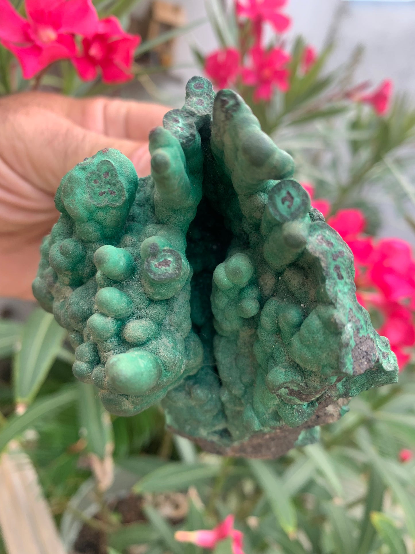 Malachite, superbe spécimen de taille XL de 723 grammes - 105mm x 100 x 75. Parfait pour une collection, exposition ou la bijouterie !