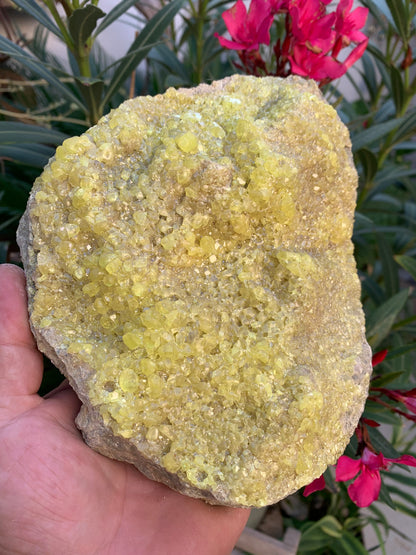 Soufre cristallisé, druse naturelle de 200 x 150 x 70 mm - 1 295 grammes environ. Une merveille de la nature !