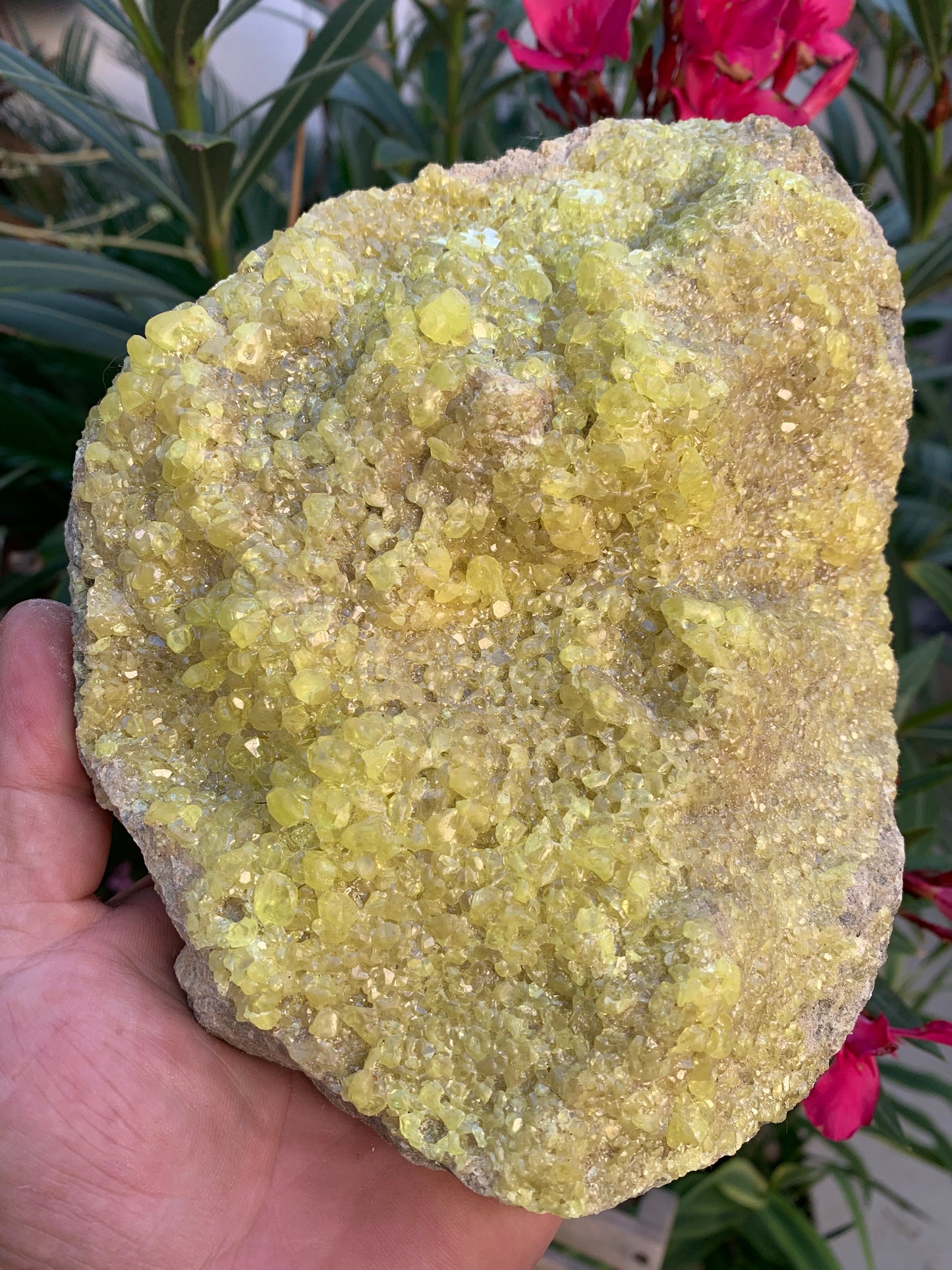 Soufre cristallisé, druse naturelle de 200 x 150 x 70 mm - 1 295 grammes environ. Une merveille de la nature !