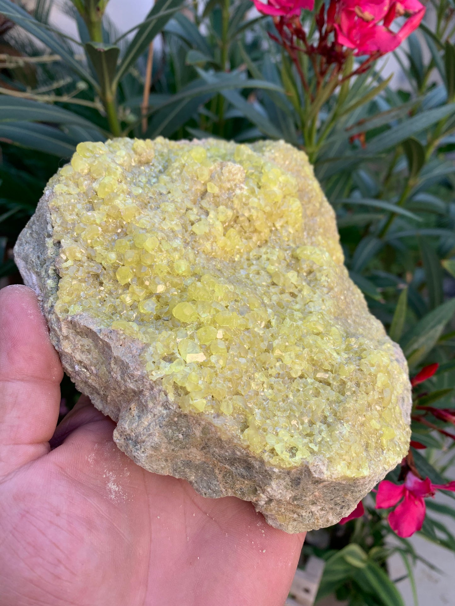 Soufre cristallisé, druse naturelle de 200 x 150 x 70 mm - 1 295 grammes environ. Une merveille de la nature !