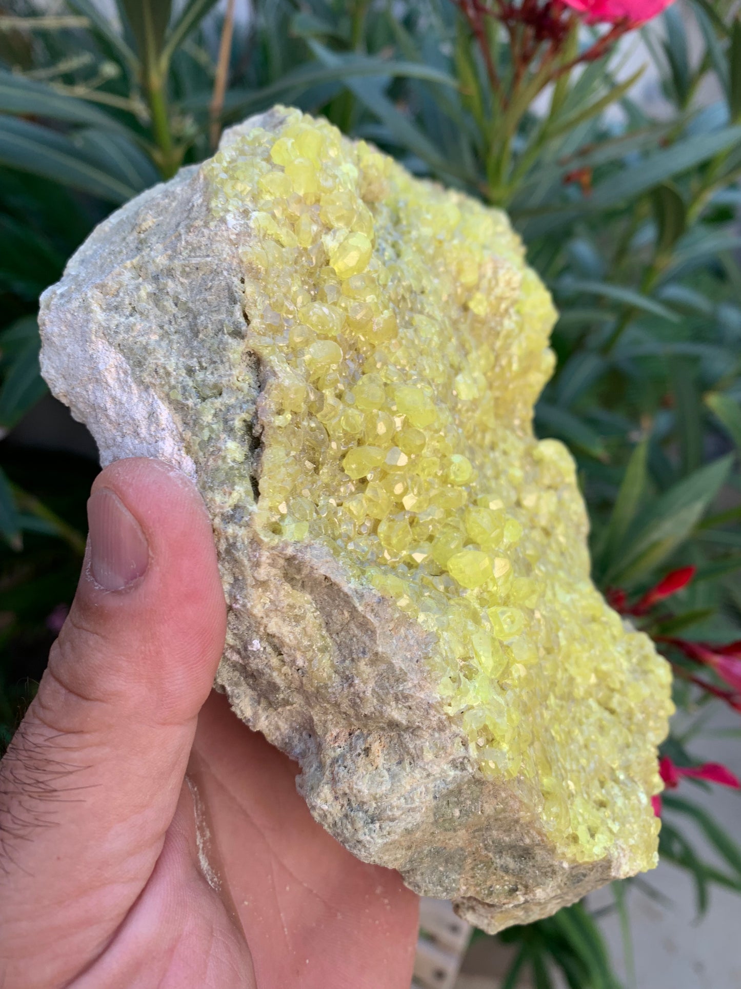 Soufre cristallisé, druse naturelle de 200 x 150 x 70 mm - 1 295 grammes environ. Une merveille de la nature !