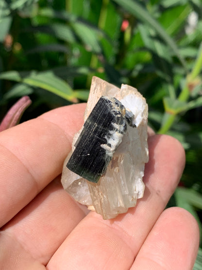 Tourmaline verte/ Verdélite avec Quartz et Muscovite, spécimen naturel de 52 x 44 x 27 mm -46 grammes environ. Superbe petite pièce de minéralogie !