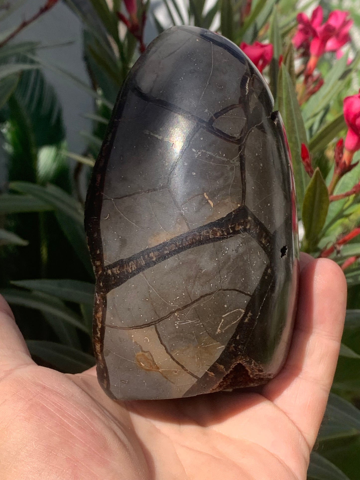 Septaria, forme libre à poser, 863 grammes - 120 x 85 x 80 millimètres. Superbe qualité, une forme libre ouverte pleine de velours minéral !