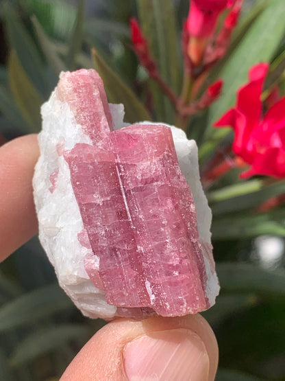 Tourmaline Rubellite, spécimen naturel de 45 x 31 x 30 mm - 47,7 grammes. Belle petite pièce !