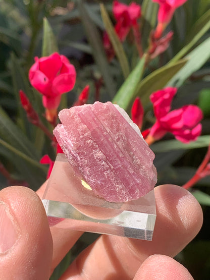 Tourmaline Rubellite, spécimen naturel de 33 x 22 x 20 mm - 17 grammes. Belle petite pièce !
