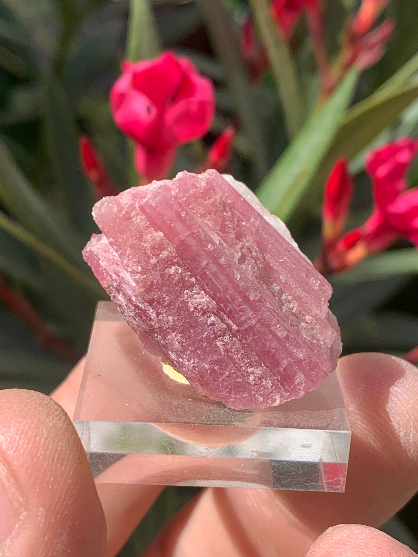Tourmaline Rubellite, spécimen naturel de 33 x 22 x 20 mm - 17 grammes. Belle petite pièce !