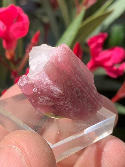 Tourmaline Rubellite, spécimen naturel de 33 x 22 x 20 mm - 17 grammes. Belle petite pièce !