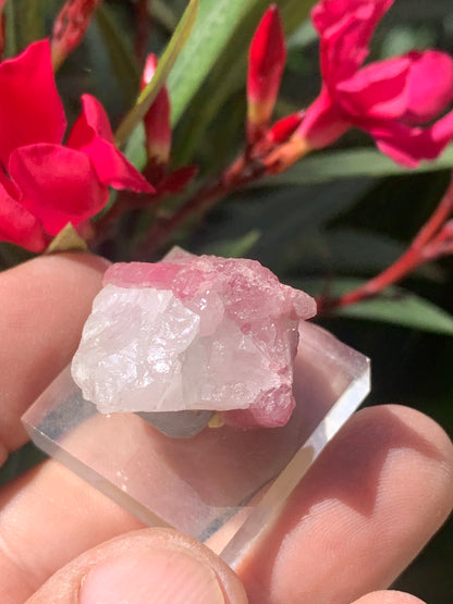 Tourmaline Rubellite, spécimen naturel de 33 x 22 x 20 mm - 17 grammes. Belle petite pièce !