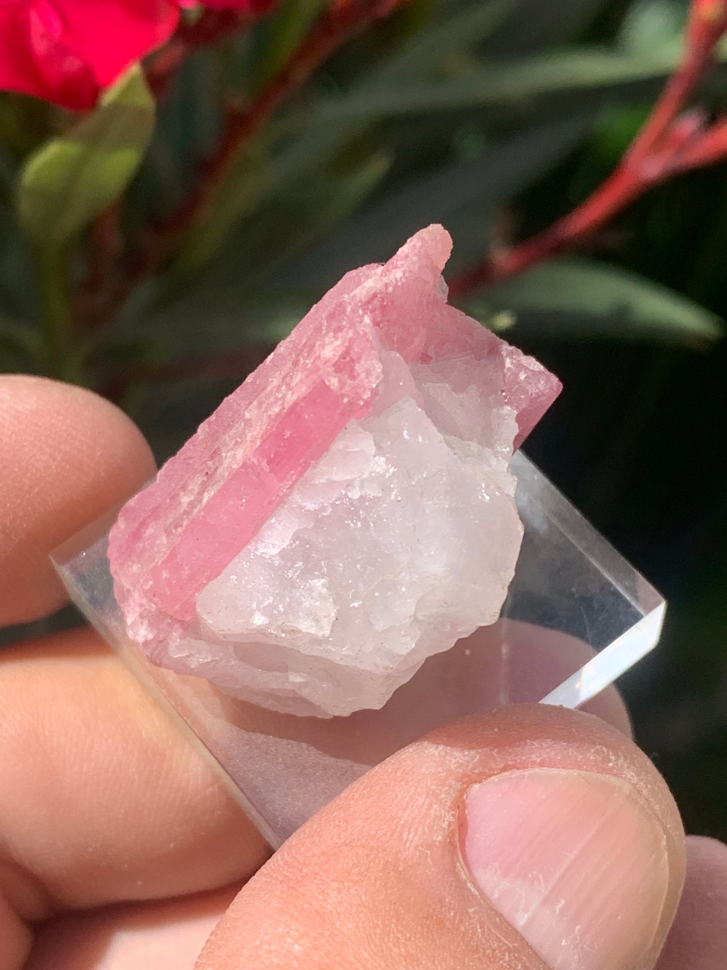Tourmaline Rubellite, spécimen naturel de 33 x 22 x 20 mm - 17 grammes. Belle petite pièce !