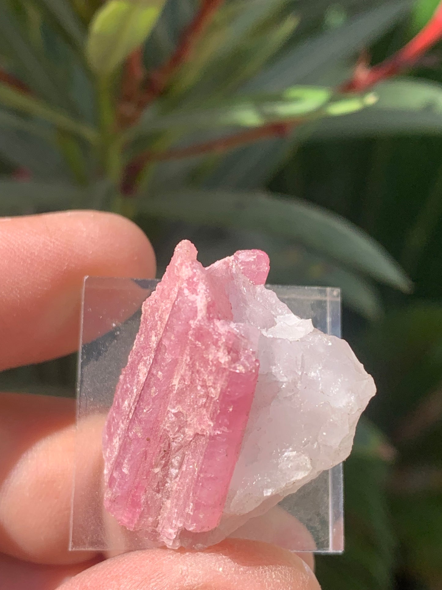 Tourmaline Rubellite, spécimen naturel de 33 x 22 x 20 mm - 17 grammes. Belle petite pièce !