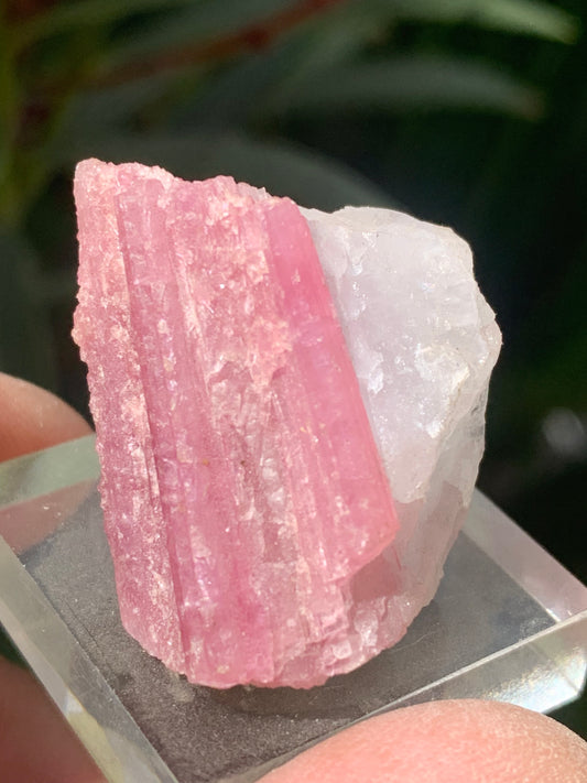 Rubellite Tourmaline, natural specimen measuring 33 x 22 x 20 mm - 17 grams. Beautiful little piece! 