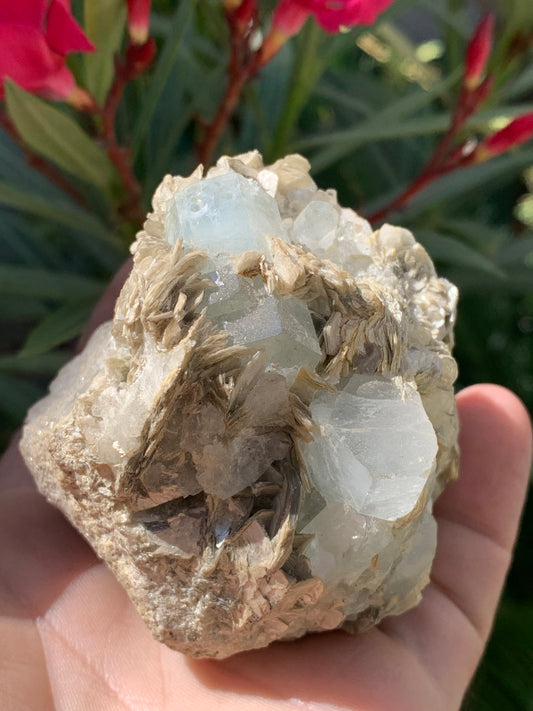Aigue-marine avec Muscovite, superbe pièce de 76x73x67mm - 321 grammes, 5 magnifiques cristaux de belles tailles !