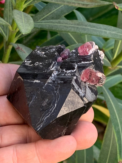 Cristal de roche fumé/ Quartz Morion / Quartz Fumé avec Tourmaline Rubellite, incroyable spécimen naturel de 90 x 70 x 48mm - 216 grammes. Superbe pièce !