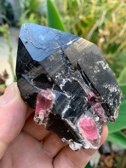 Cristal de roche fumé/ Quartz Morion / Quartz Fumé avec Tourmaline Rubellite, incroyable spécimen naturel de 90 x 70 x 48mm - 216 grammes. Superbe pièce !