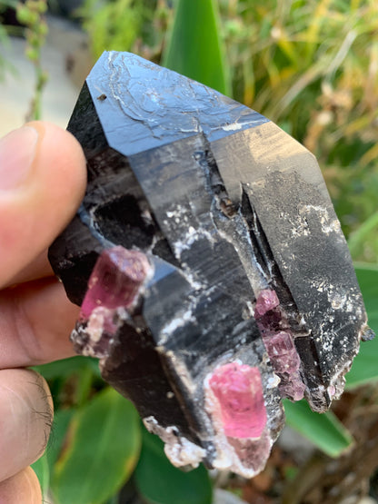 Cristal de roche fumé/ Quartz Morion / Quartz Fumé avec Tourmaline Rubellite, incroyable spécimen naturel de 90 x 70 x 48mm - 216 grammes. Superbe pièce !
