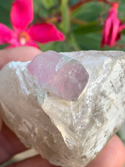 Tourmaline Rubellite sur quartz, 58 x 43 x 40mm - 87,3 grammes. Une très belle petite pièce !