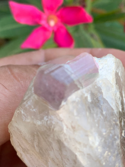 Tourmaline Rubellite sur quartz, 58 x 43 x 40mm - 87,3 grammes. Une très belle petite pièce !