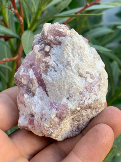 Tourmaline Rubellite, 71 x 59 x 48mm - 207,2 grammes. Une très belle petite pièce remplis de cristaux !
