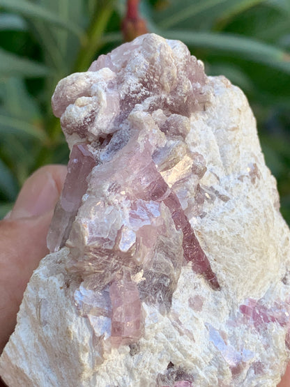 Tourmaline Rubellite, 71 x 59 x 48mm - 207,2 grammes. Une très belle petite pièce remplis de cristaux !