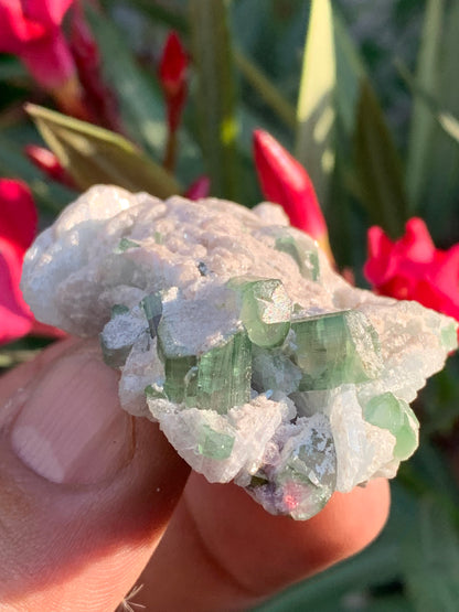 Tourmaline verte/ Verdélite et melon d'eau , spécimen naturel de 58 x 40 x 25 mm - 49,7 grammes !